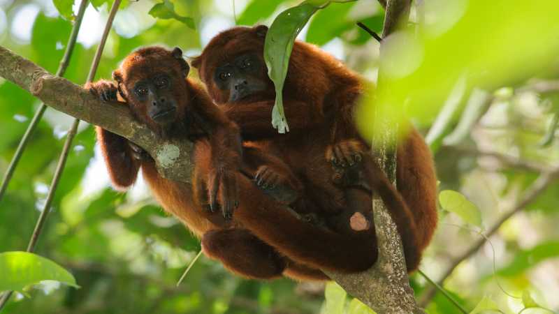Keep an eye out for Red Howler Monkeys - Pantanal with Michelle Valberg July 21-28, 2027, Brazil