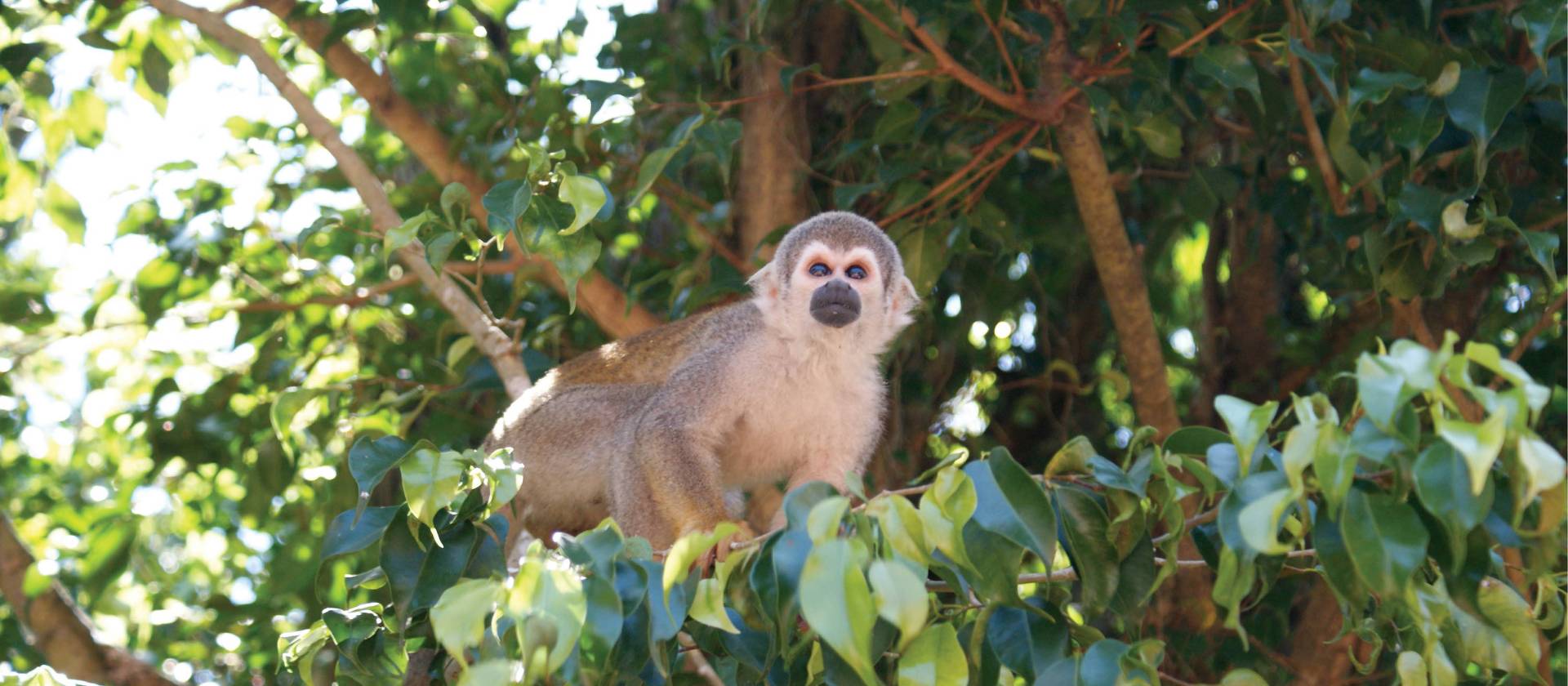 Amazon Rainforest Tour Peru Amazon Jungle Adventure World Expeditions
