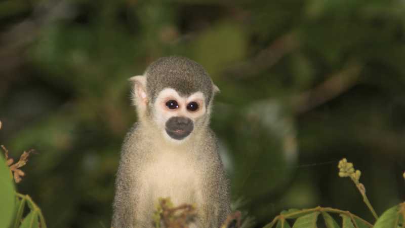 The squirell monkey lives in the forest treetops, often in groups as large as 100 monkeys