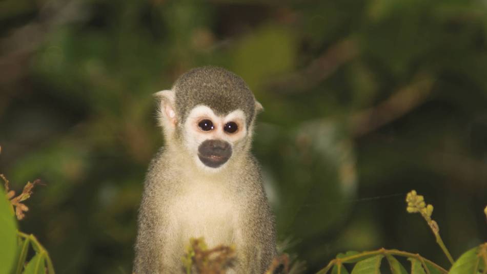 The squirell monkey lives in the forest treetops, often in groups as large as 100 monkeys