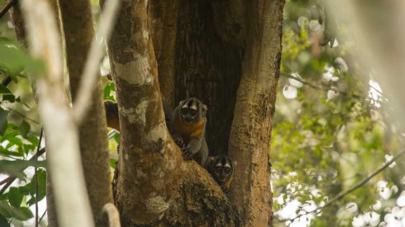 Spot an array of wildlife in Tambopata National Reserve | Shutterstock