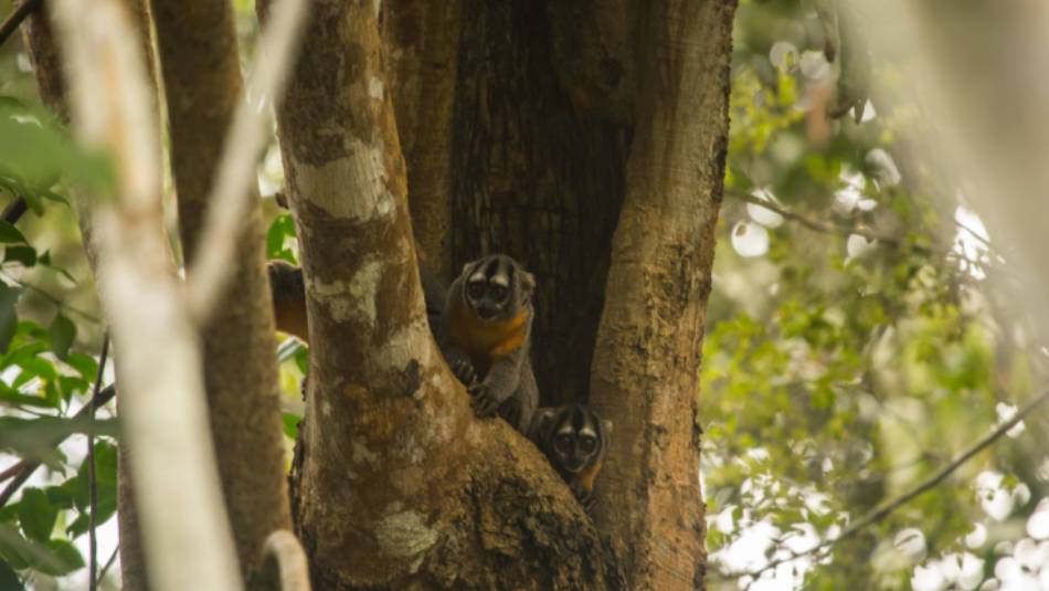 Spot an array of wildlife in Tambopata National Reserve | Shutterstock