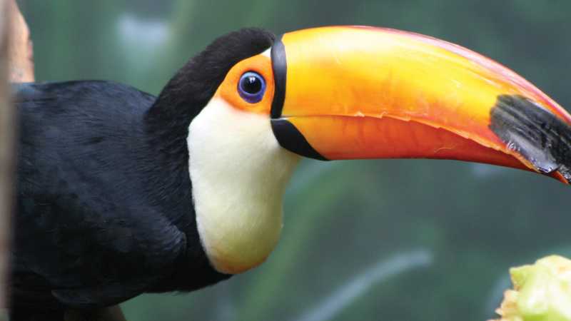 Toucan in the Peruvian Amazon