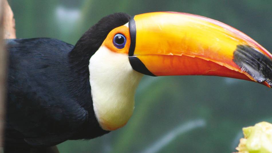 Toucan in the Peruvian Amazon