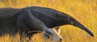 Anteater roaming the wilderness of Guyana