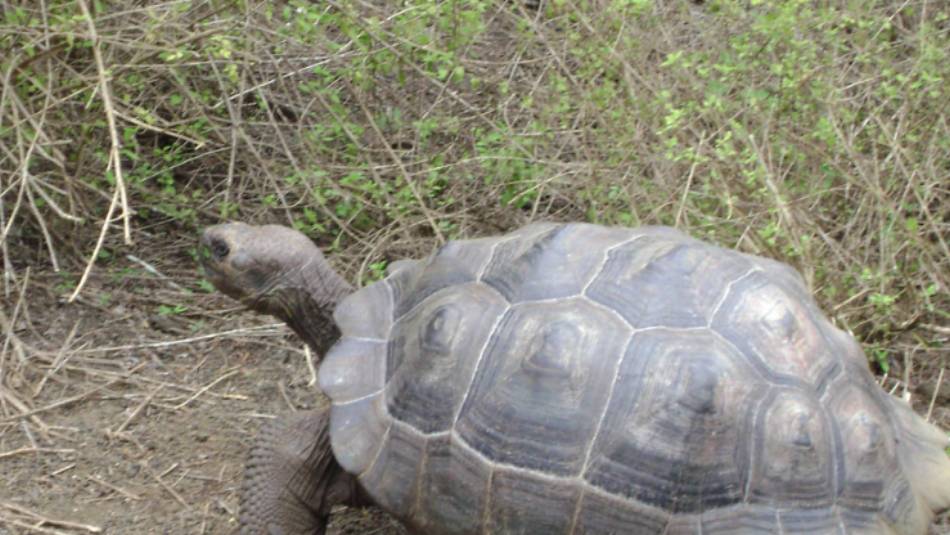Galapagos tortoise