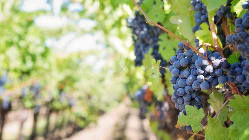 Grapes in a Provencal vineyard - Provence: The Art of Living Well with Lyndey Milan, France