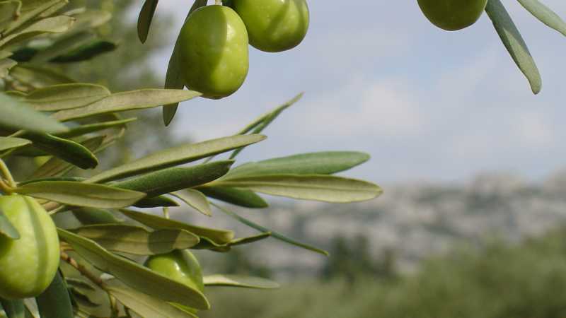 Olive Groves of Provence - Provence: The Art of Living Well with Lyndey Milan, France