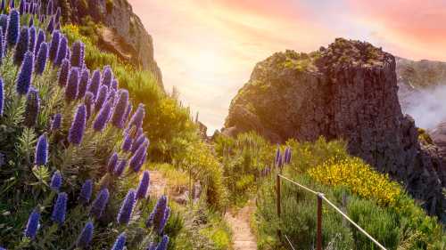 The trails in Madeira are lined with wildflowers, especially in spring & autumn | pixelRaw
