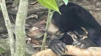 Sun Bear Conservation Centre, Borneo,Braemar College Learning about Bornean conservation and rehabilitation efforts for Sun Bears