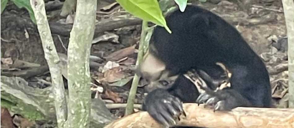 Learning about Bornean conservation and rehabilitation efforts for Sun Bears