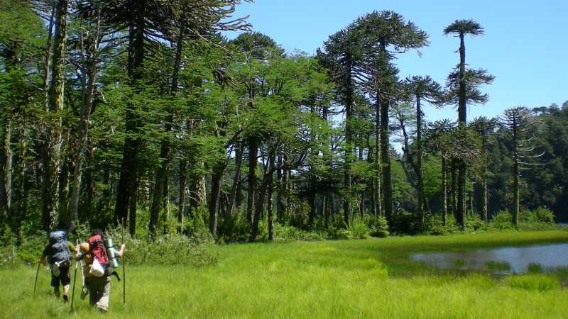 Walking under a clear blue sky in the Huerquehue National Park | Amity Tours