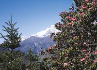 Beautiful shot of rhododendron in front of mountain peak -  Photo: Sally Imber