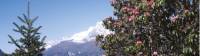 Beautiful shot of rhododendron in front of mountain peak |  <i>Sally Imber</i>
