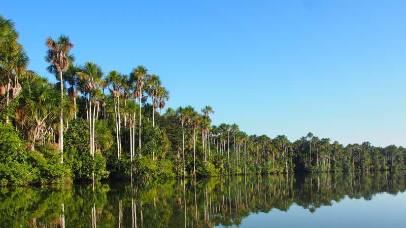 Trees line the lagoon in Tambopata Reserve | Lindsey Van Loon