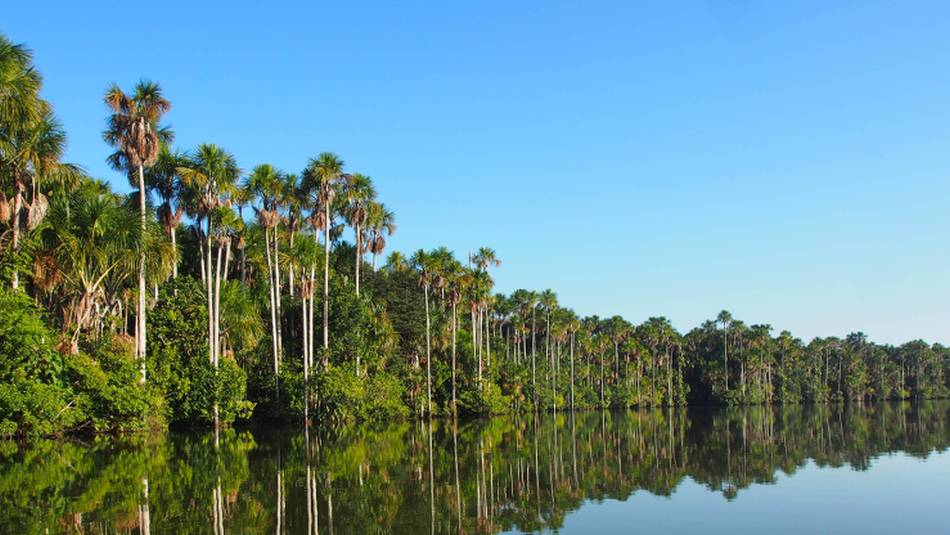 Trees line the lagoon in Tambopata Reserve | Lindsey Van Loon