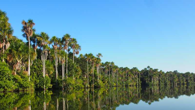 Trees line the lagoon in Tambopata Reserve | Lindsey Van Loon