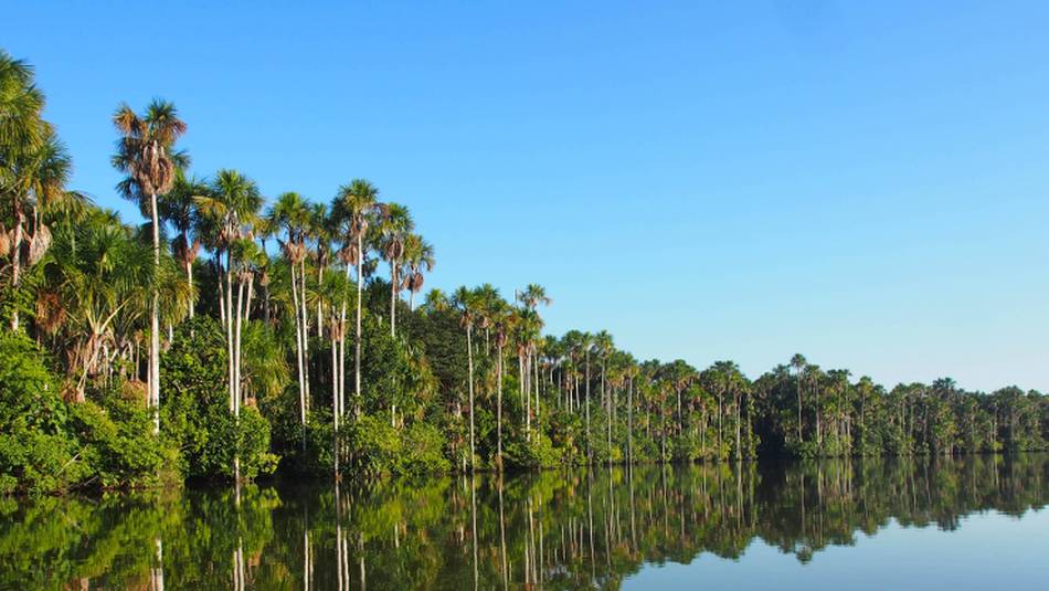 Trees line the lagoon in Tambopata Reserve | Lindsey Van Loon