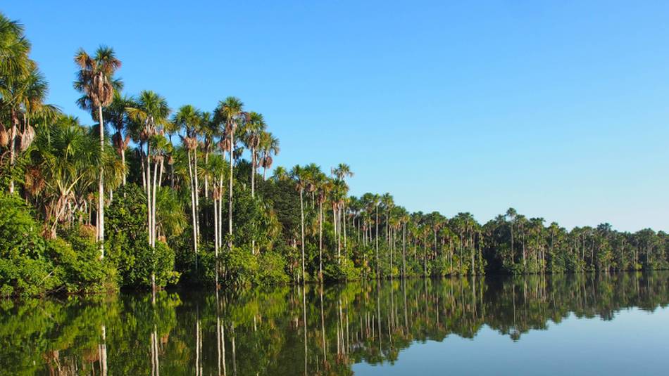 Trees line the lagoon in Tambopata Reserve | Lindsey Van Loon