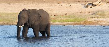 Elephant enjoying a swim in the Chobe River | Kylie Turner