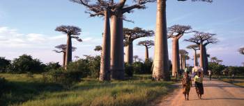 Walking amongst baobab trees in Madagascar | Gesine Cheung