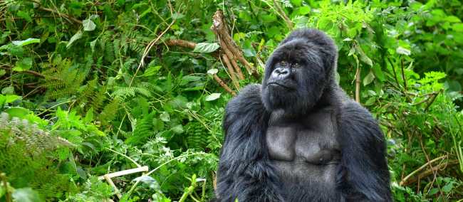 A silverback mountain gorilla