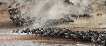 Breathtaking wildebeest migration though the Serengeti | Kyle Super