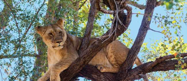 Tree climbing lion relaxing in Zimbabwe | Peter Walton