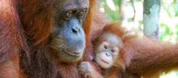 A mother Orangutan with her baby