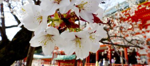 Everything You Need to Know to Enjoy the Cherry Blossom Season in Japan 