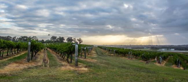 Hang out with the locals at Hermitage Road Cellars | Destination NSW
