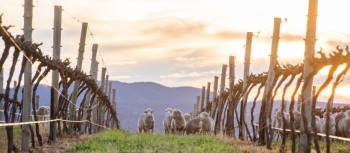 Sheep grazing in the vineyards near Mudgee | Mudgee Region Tourism