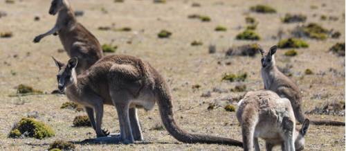 8 Australia Wildlife Myths Debunked | World Expeditions
