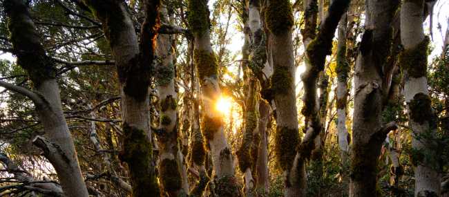 Discover the Overland Track's World Heritage wilderness | Matt Horspool