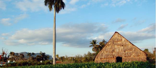 Tobacco plantation in Vinales Valley | Eve Ollington