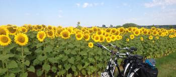 Loire Valley sunflowers near Blois | Mary-Cate Pickett