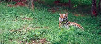 Tiger in Ranthambhore National Park | Gita Diss