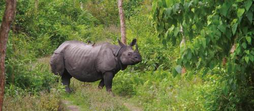 Wild Animals Abound in Nepal: Wildlife of Chitwan | World Expedit