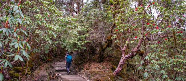 Hiking through Sikkim's rhododendron forests towards Dzongri
