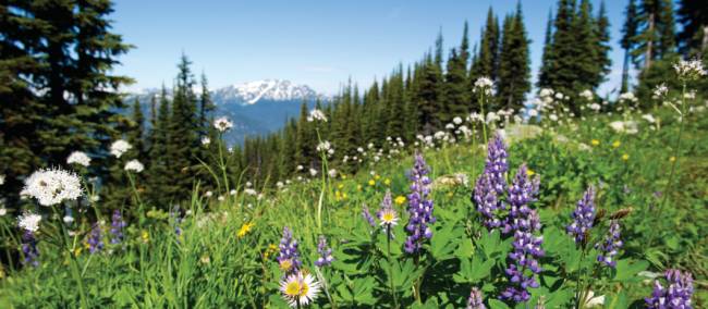 Coast Mountains, BC | Tourism Whistler/Mike Crane
