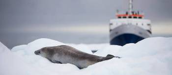 MV Ushuaia and Crabeater Seal | Alex Cearns Houndstooth Studio