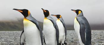 King penguins on South Georgia | Peter Walton