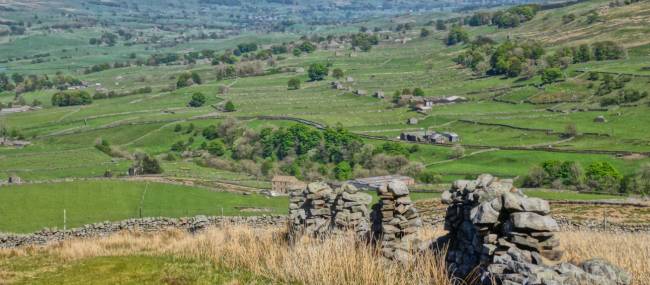 Yorkshire fields of 'All Creatures Great and Small'  | John Millen
