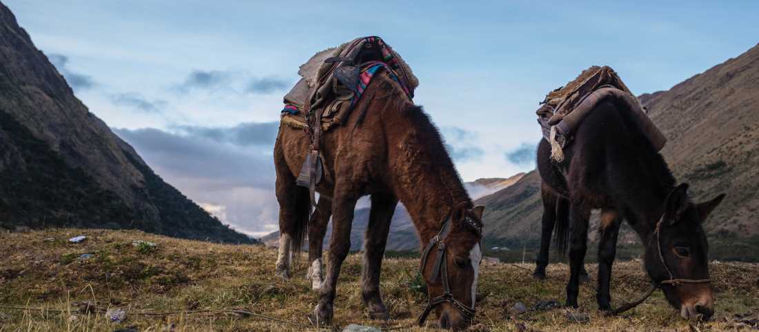 The horses and mules used on World Expeditions' treks in Peru are well cared for by their handlers. | Mark Tipple