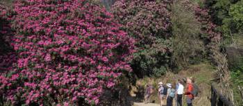 Spring rhododendrons on the Annapurna Trek in Comfort trek | Sankar Magar