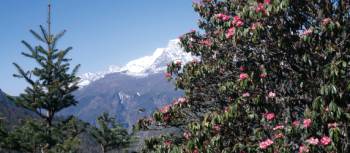 Beautiful shot of rhododendron in front of mountain peak | Sally Imber