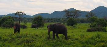 Wild elephants in Sri Lanka | Michael Pike