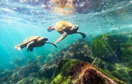 tourhub | World Expeditions | Galapagos Islands: Volcanic Wonders aboard Origin, Theory & Evolve 