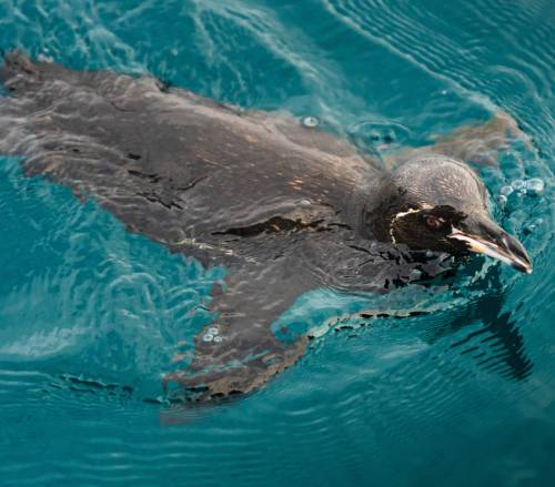 tourhub | World Expeditions | Galapagos Islands: Volcanic Wonders aboard Origin, Theory & Evolve 