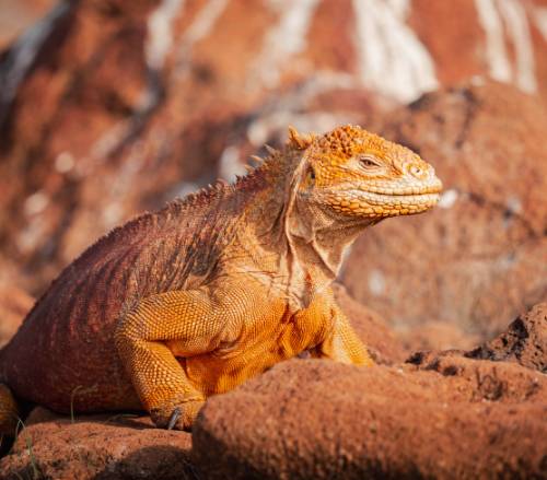 tourhub | World Expeditions | Galapagos Islands: Volcanic Wonders aboard Origin, Theory & Evolve 